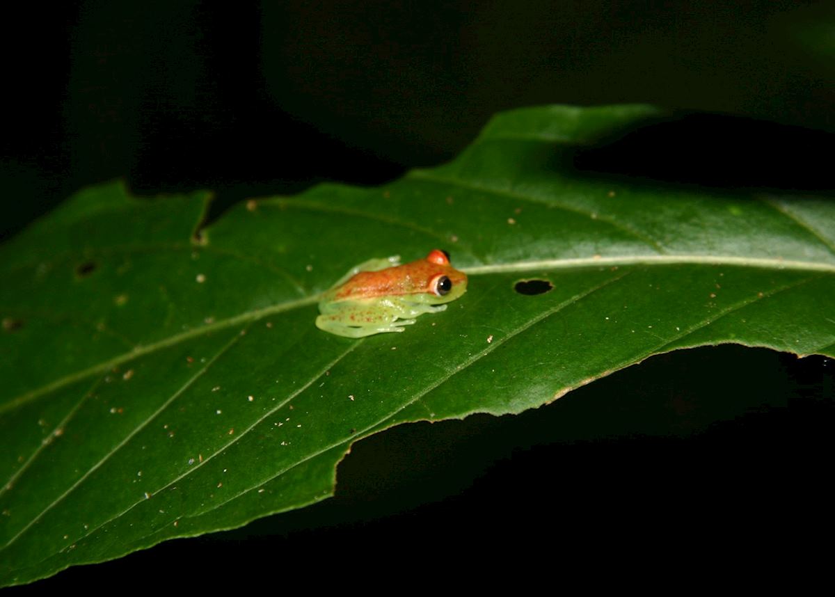 Glass frog in the Amazon basin, Ecuador
