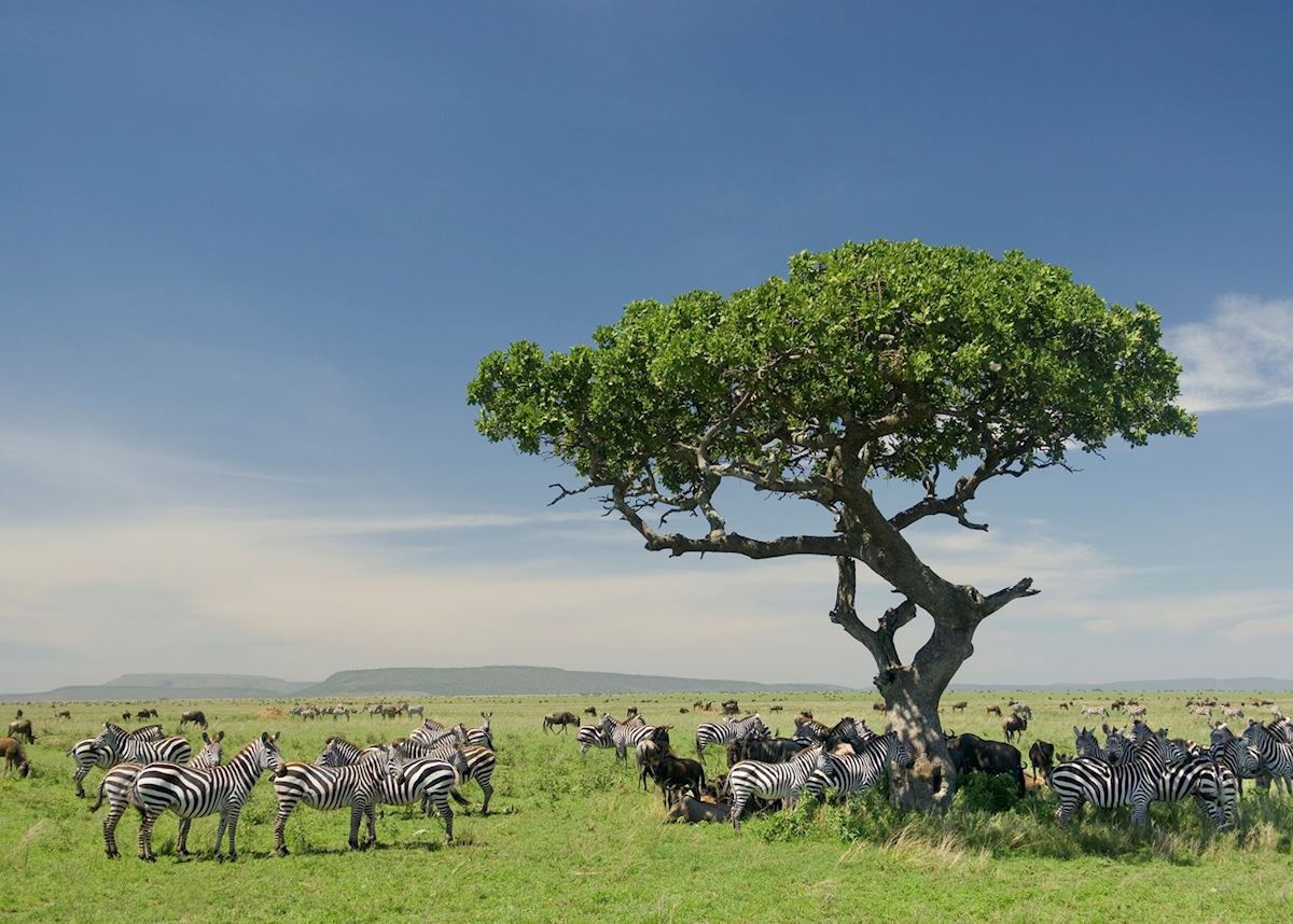 Serengeti National Park, Tanzania