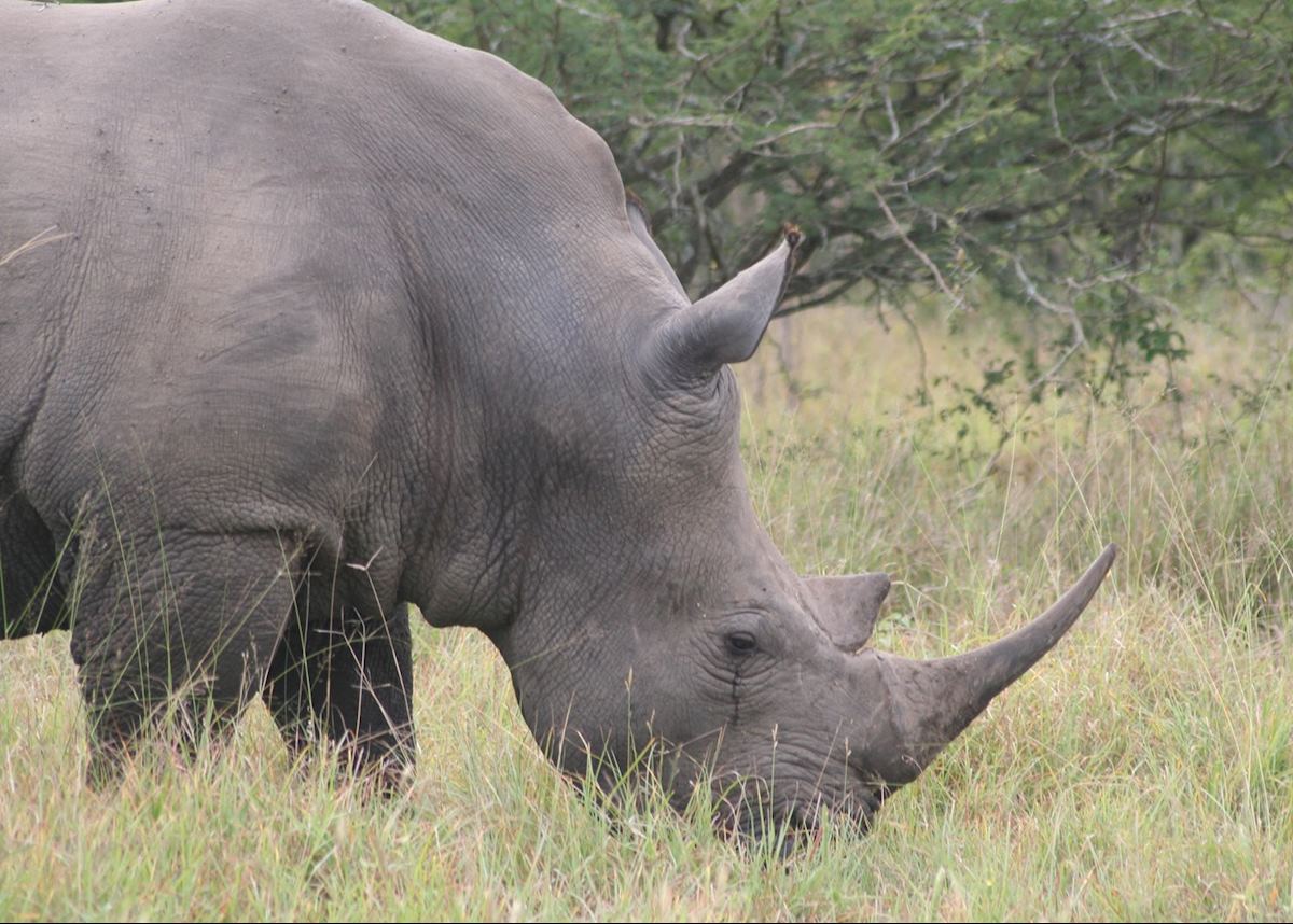 White rhino in The Sabi Sabi Wildtuin