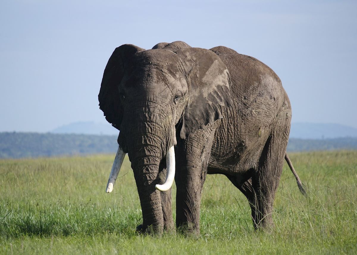 Elephant, Lewa Wilderness Conservancy, Kenya