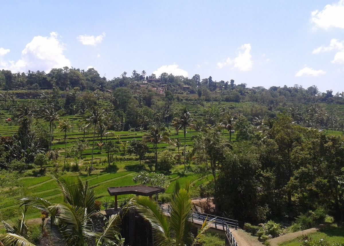 Jatiluwih Ubud Jatiluwih Ubud