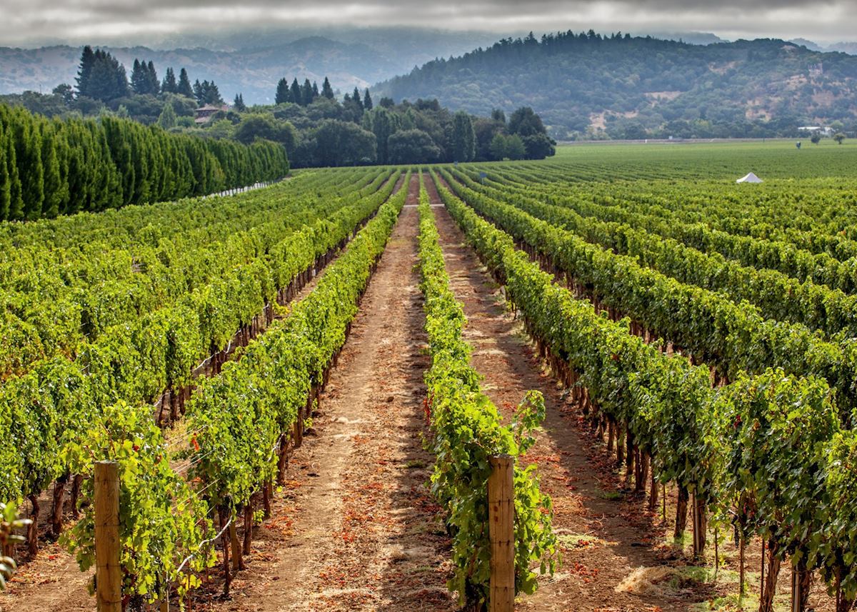 Napa Valley vineyard Napa Valley vineyard