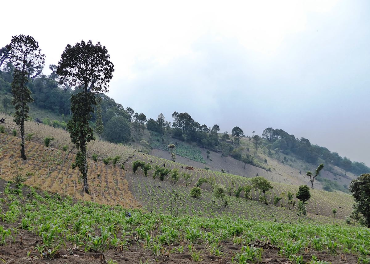 Agricultural land at the base of Acatenango Volcano Agricultural land at the base of Acatenango Volcano