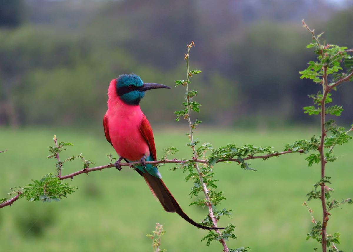 Carmine Bee-eater, Selous Game Reserve Carmine Bee-eater, Selous Game Reserve