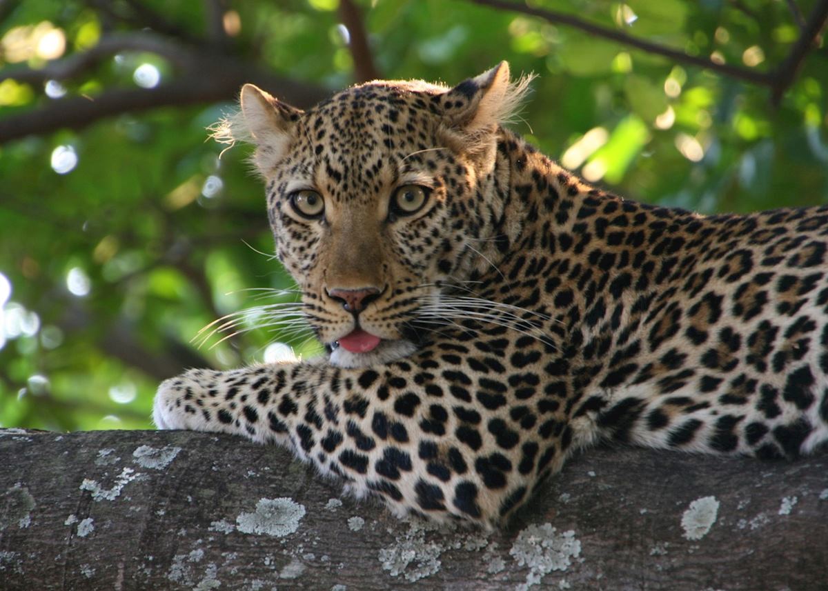Leopard in South Luangwa National Park Leopard in South Luangwa National Park