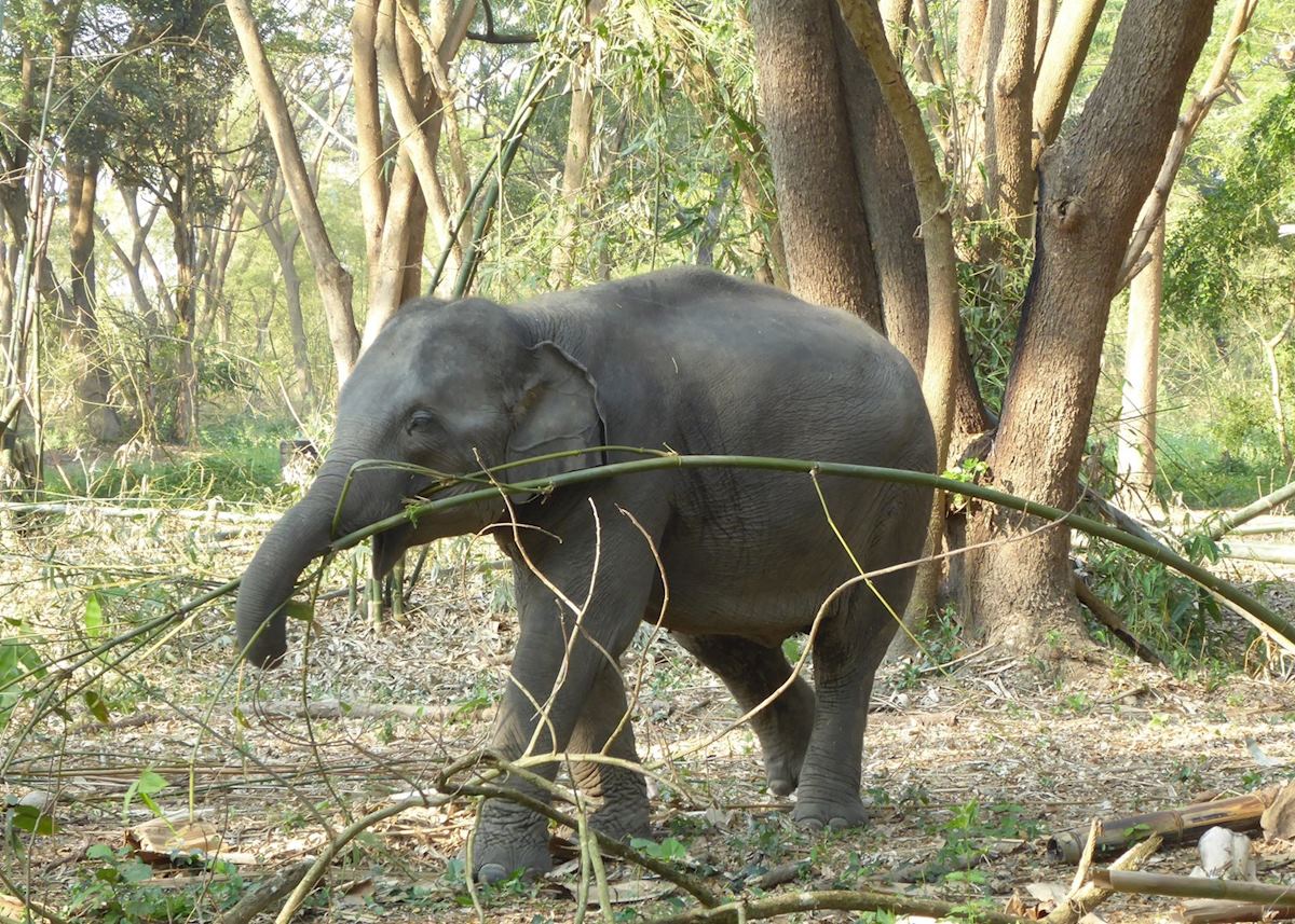 Elephant Valley, Chiang Rai Elephant Valley, Chiang Rai