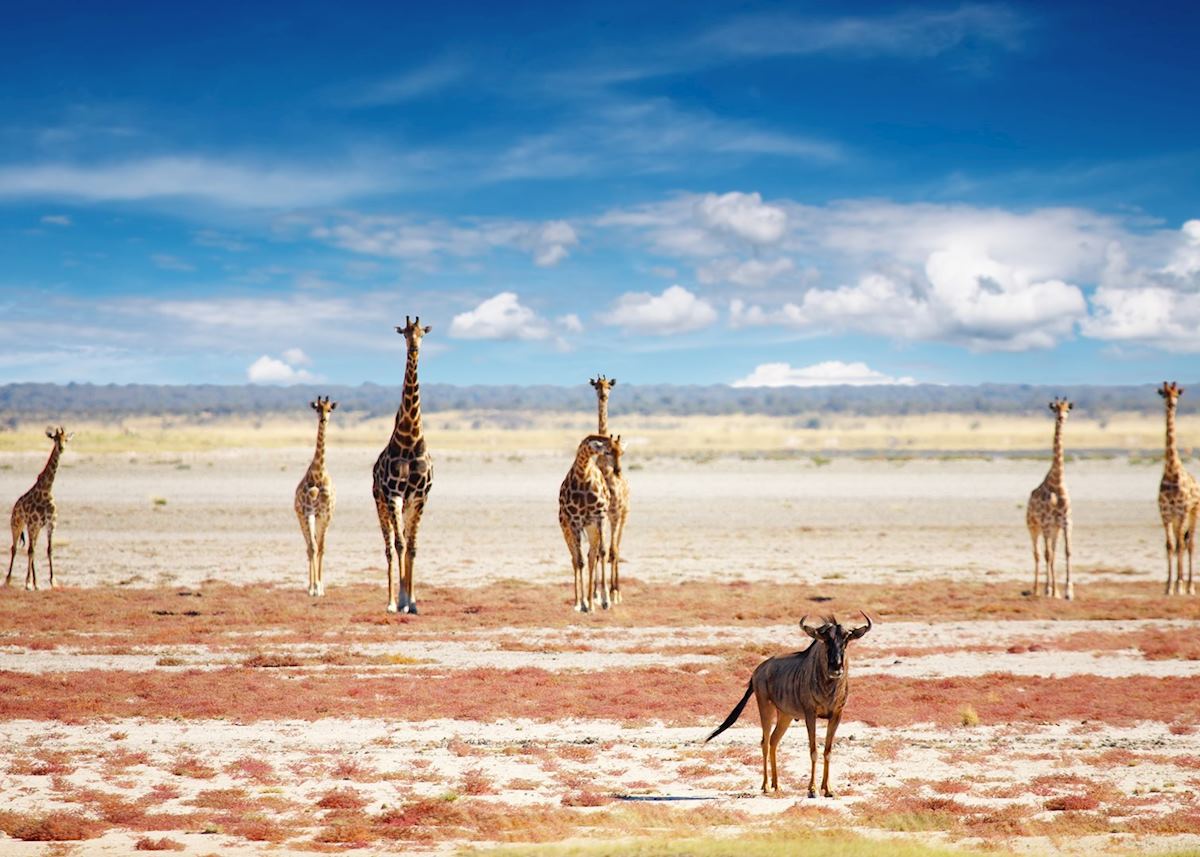 Giraffe in Etosha National Park Giraffe in Etosha National Park