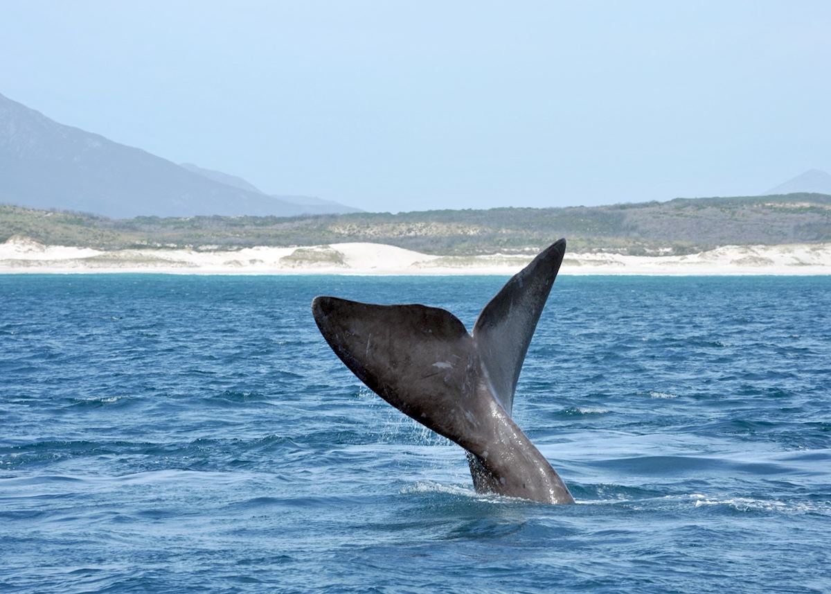 Whale, Hermanus Whale, Hermanus
