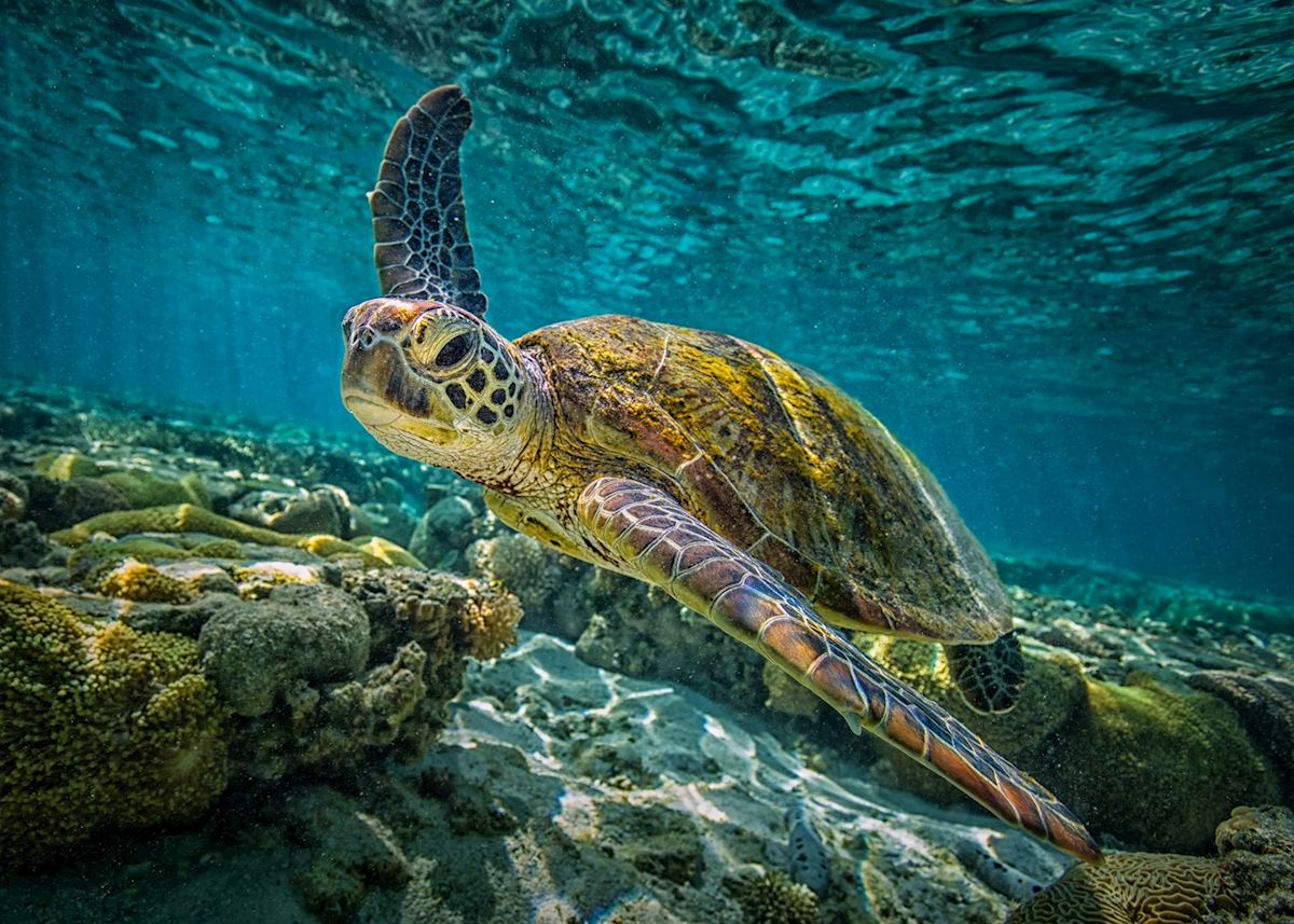 Green Turtle, Great Barrier Reef Green Turtle, Great Barrier Reef