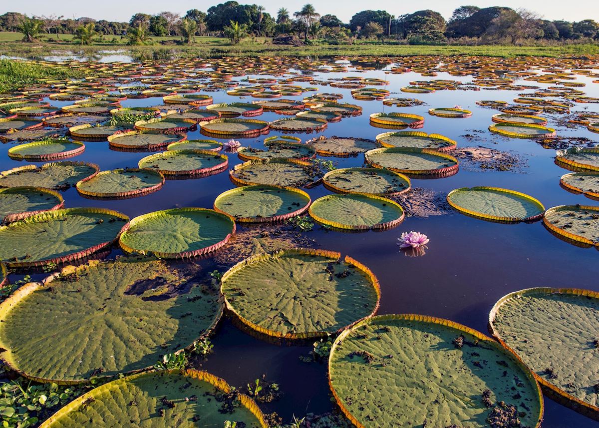 Pantanal, Brazil Pantanal, Brazil