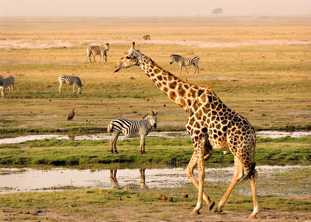 The Chobe river attracts a variety of game The Chobe river attracts a variety of game