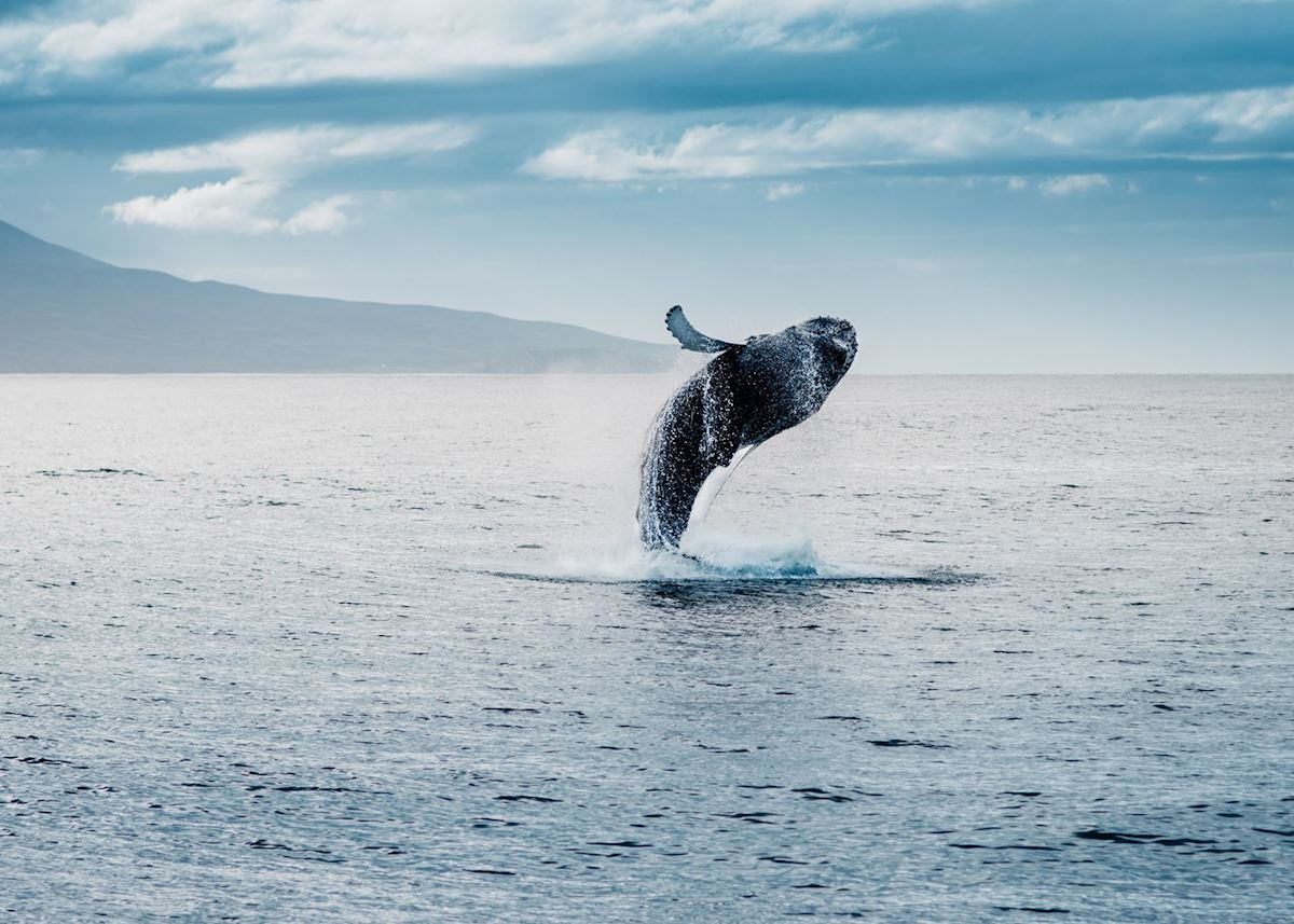 Humpback whale, Akureyri Humpback whale, Akureyri