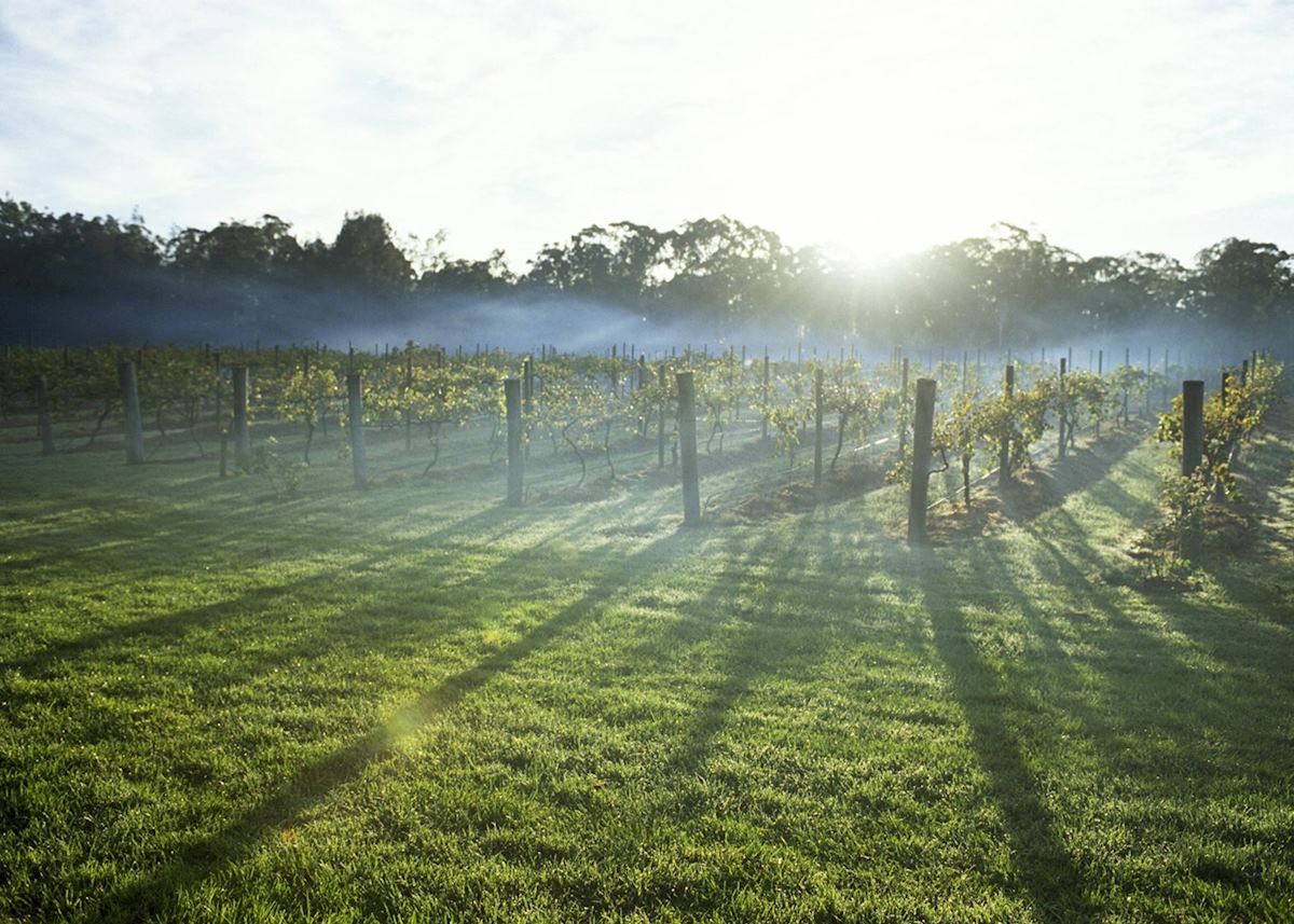 The Hunter Valley The Hunter Valley