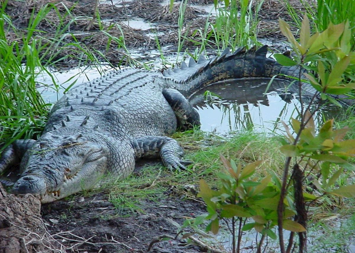 Crocodile, Arnhemland, Northern Territory Crocodile, Arnhemland, Northern Territory
