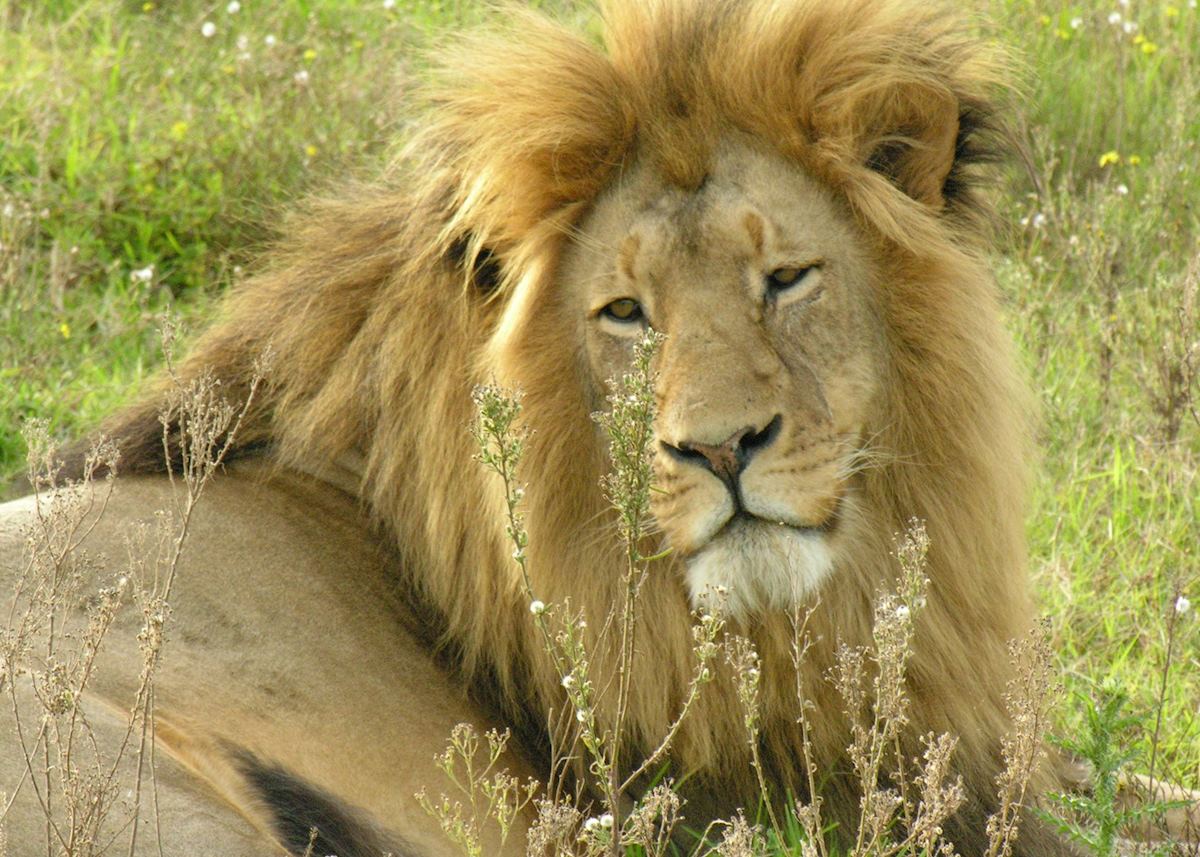 Lion, Greater Kruger Park Lion, Greater Kruger Park