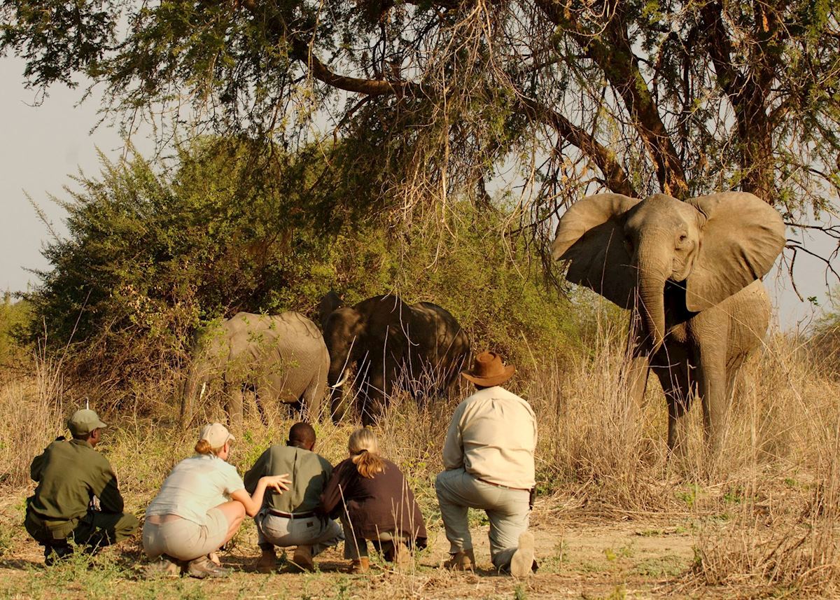 Walking Safari, South Luangwa National Park Walking Safari, South Luangwa National Park
