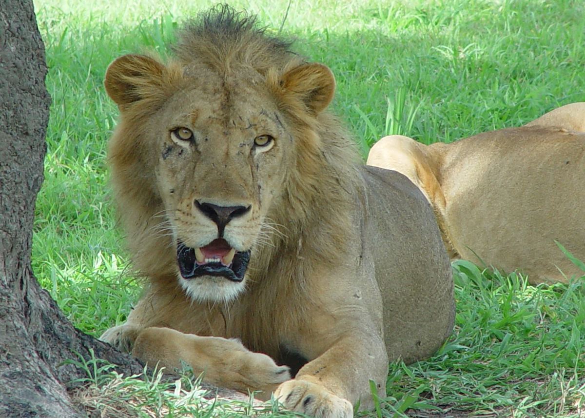 Lion in the Selous Game Reserve Lion in the Selous Game Reserve