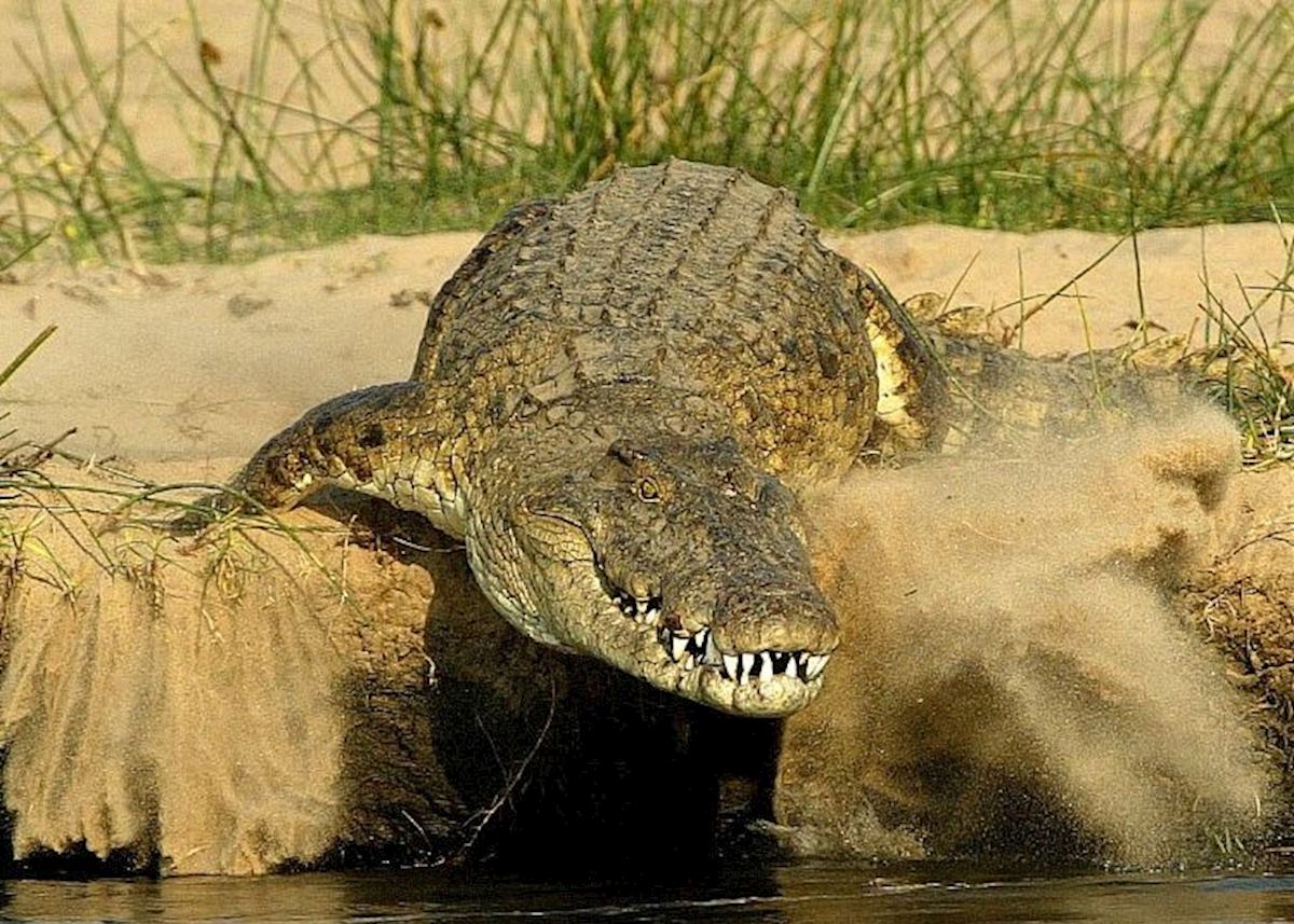 Crocodile on the banks of the Zambezi Crocodile on the banks of the Zambezi