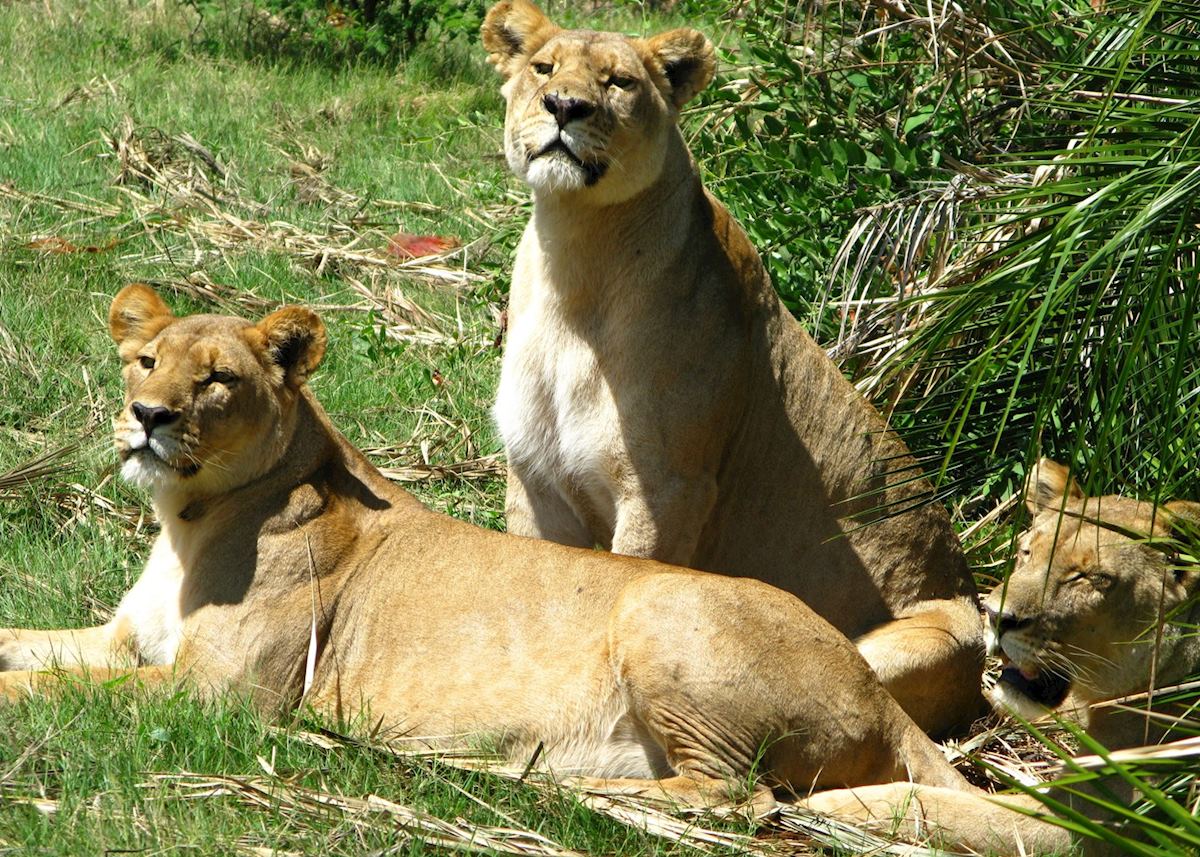 Lions, Duba Concession, Botswana Lions, Duba Concession, Botswana