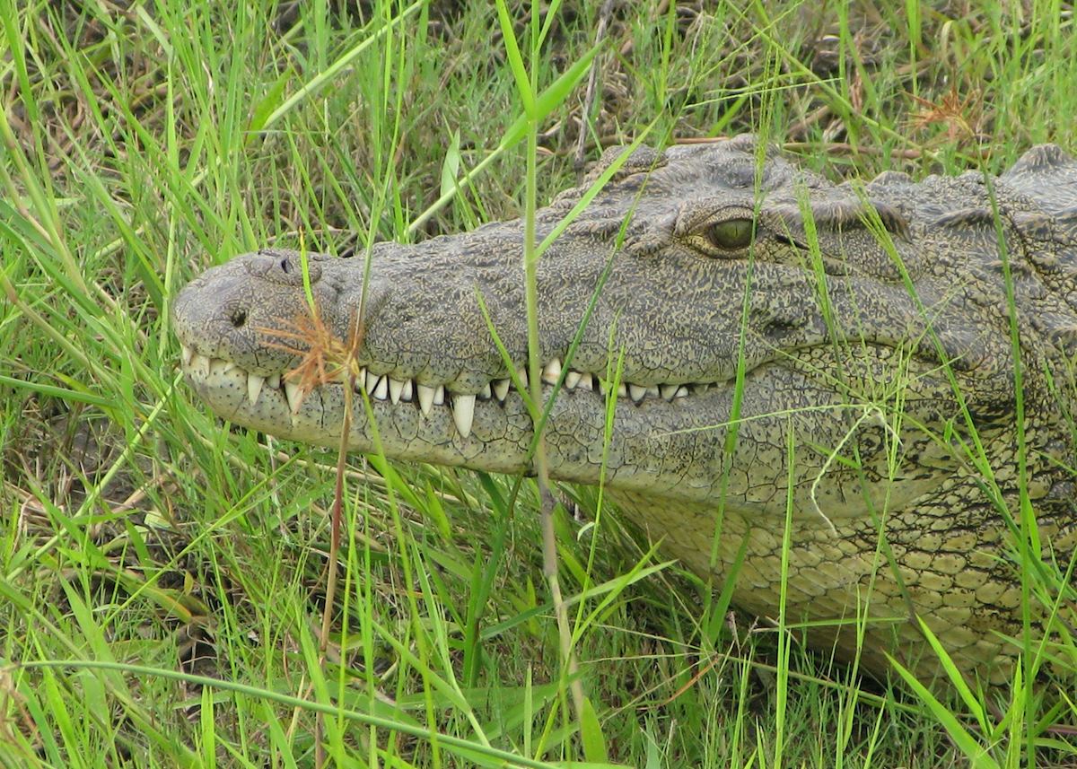 Crocodile, Chobe National Park, Botswana Crocodile, Chobe National Park, Botswana
