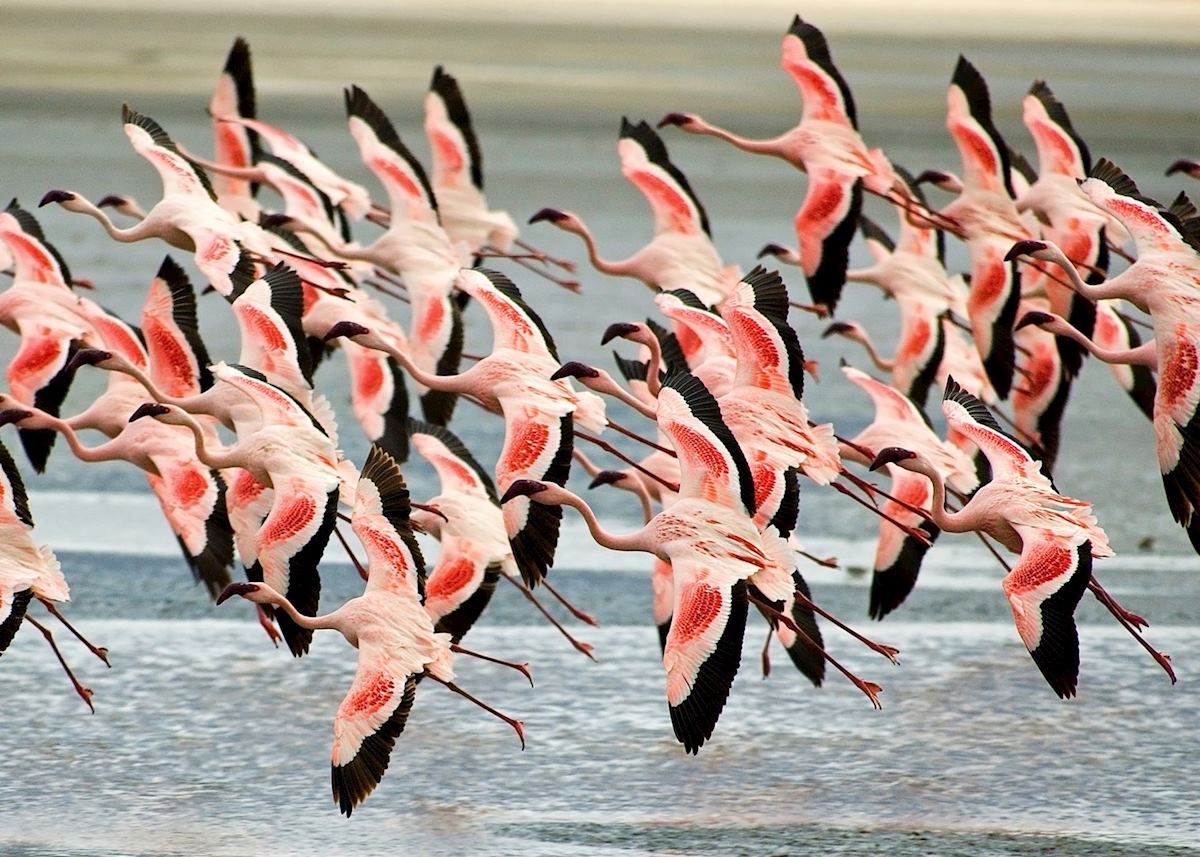Flamingos in the Ngorongoro Crater Flamingos in the Ngorongoro Crater
