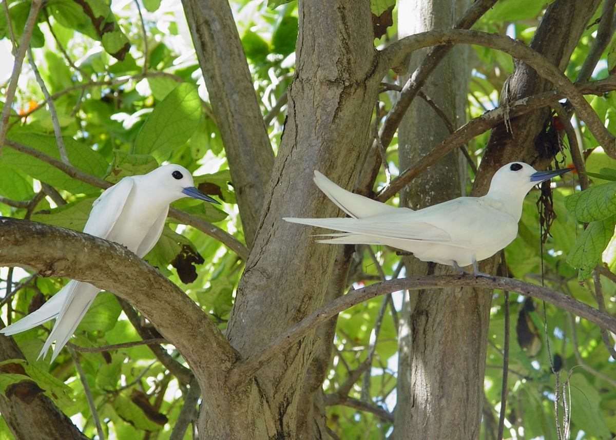 Fairy terns, Bird Island Fairy terns, Bird Island
