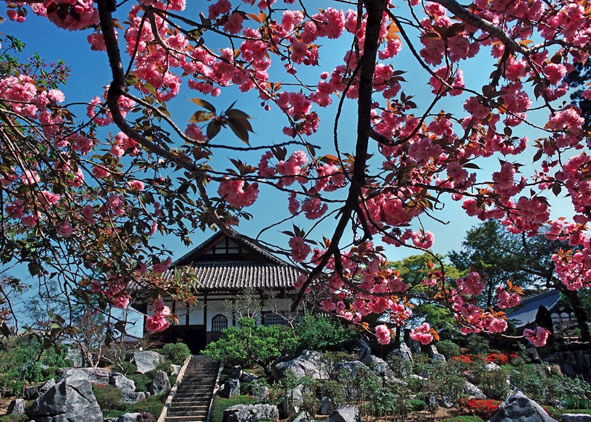 Cherry blossom Cherry blossom