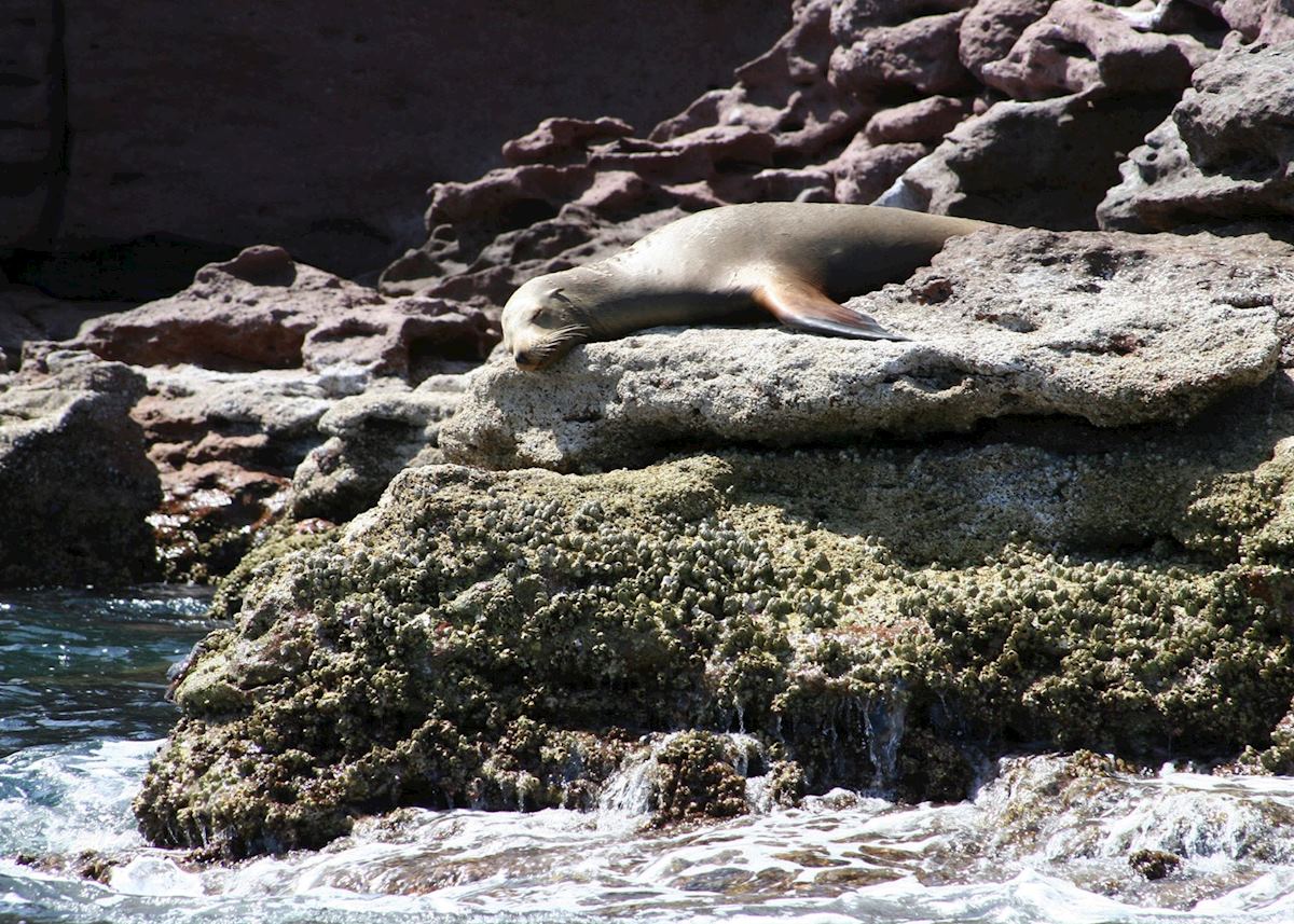 Sleeping Sea-lion, Baja California Sleeping Sea-lion, Baja California