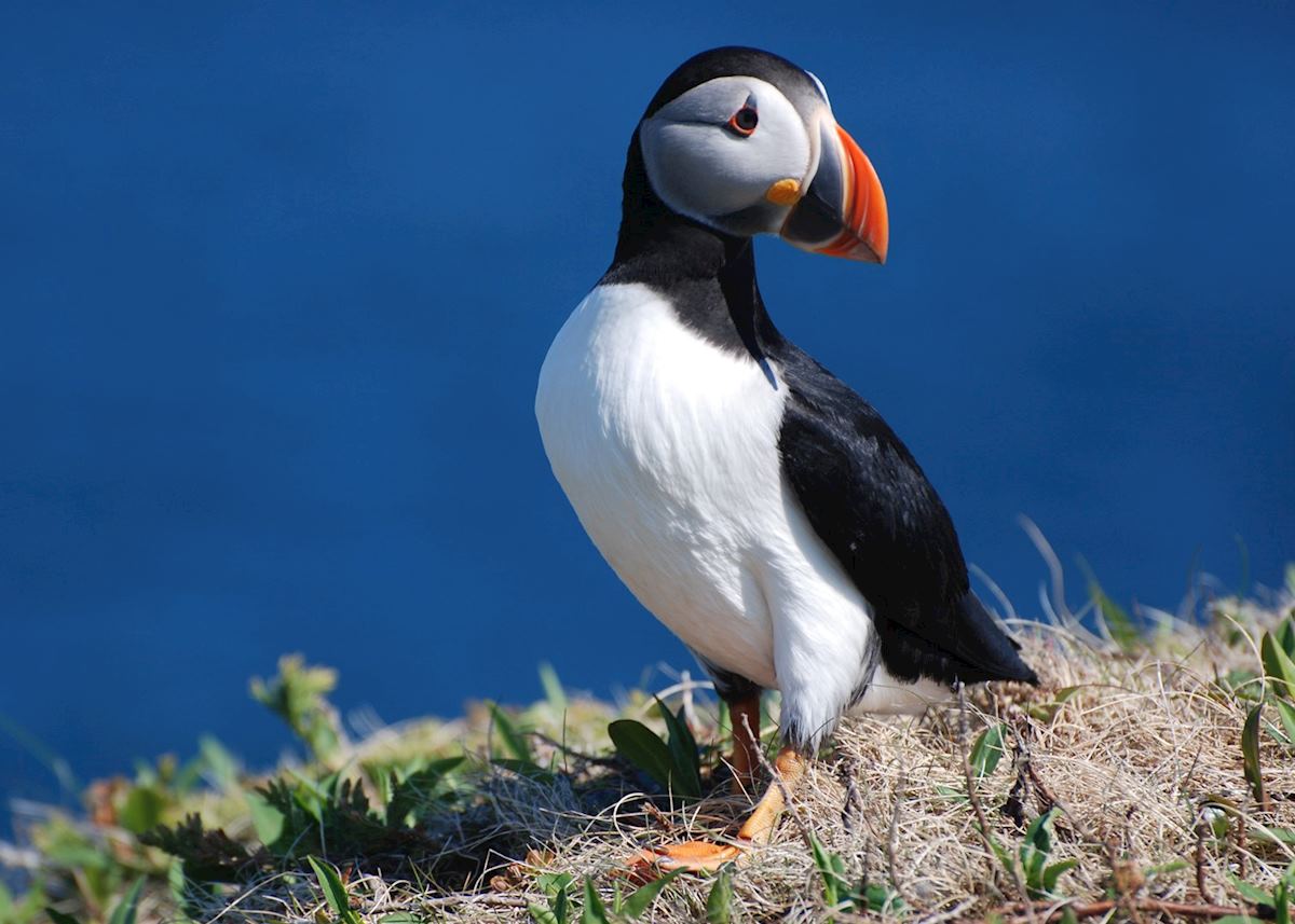 Puffin, Bonavista Peninsula, Newfoundland Puffin, Bonavista Peninsula, Newfoundland
