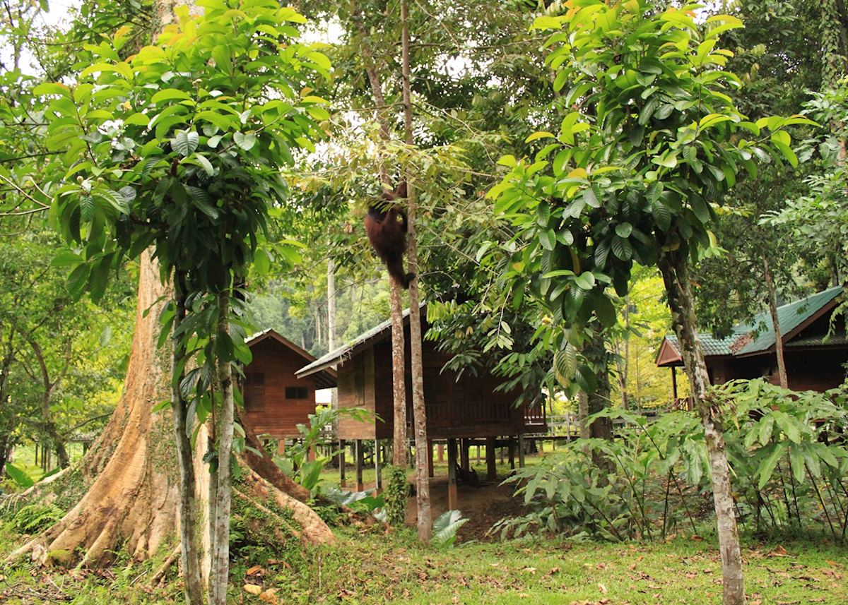 Orangutan at the Borneo Rainforest Lodge, Danum Valley Orangutan at the Borneo Rainforest Lodge, Danum Valley