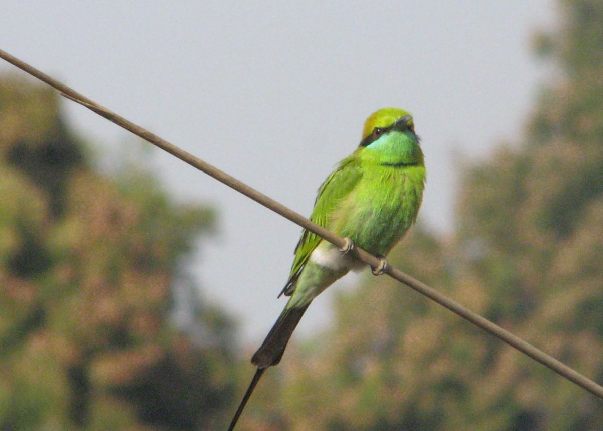 A typical Bee Eater seen at Kanha National Park A typical Bee Eater seen at Kanha National Park