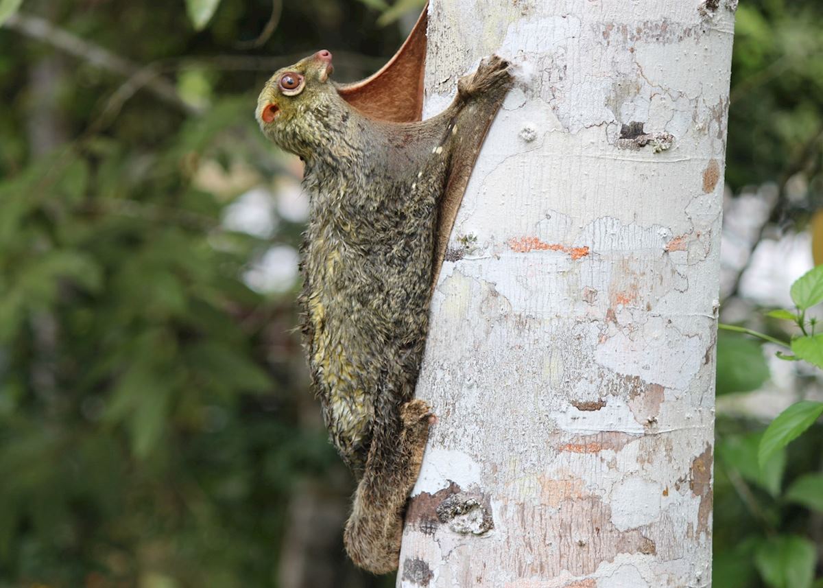 Flying Lemur, Kinabatangan River, Malaysian Borneo Flying Lemur, Kinabatangan River, Malaysian Borneo