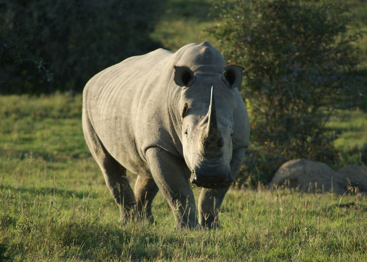 Rhino at Bucklands private game reserve, Eastern Cape Rhino at Bucklands private game reserve, Eastern Cape