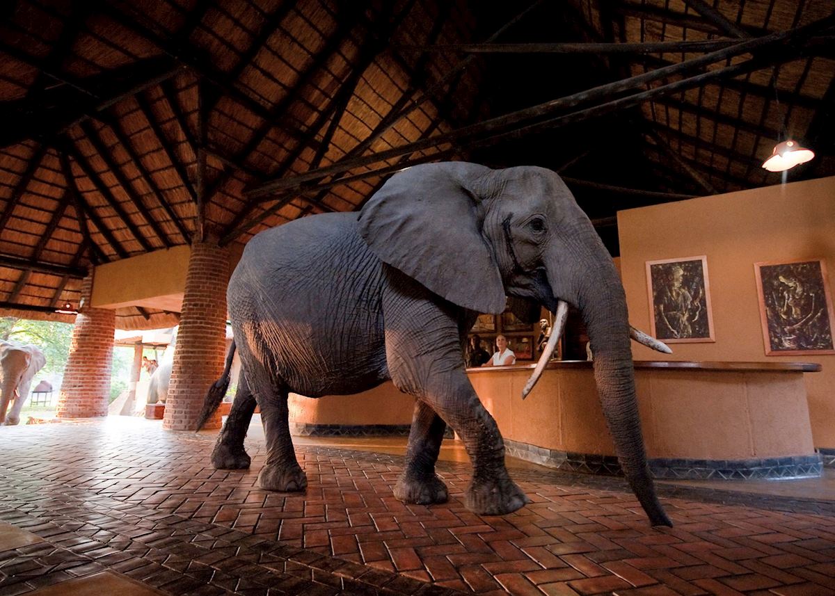 Mfuwe Lodge, South Luangwa National Park Mfuwe Lodge, South Luangwa National Park
