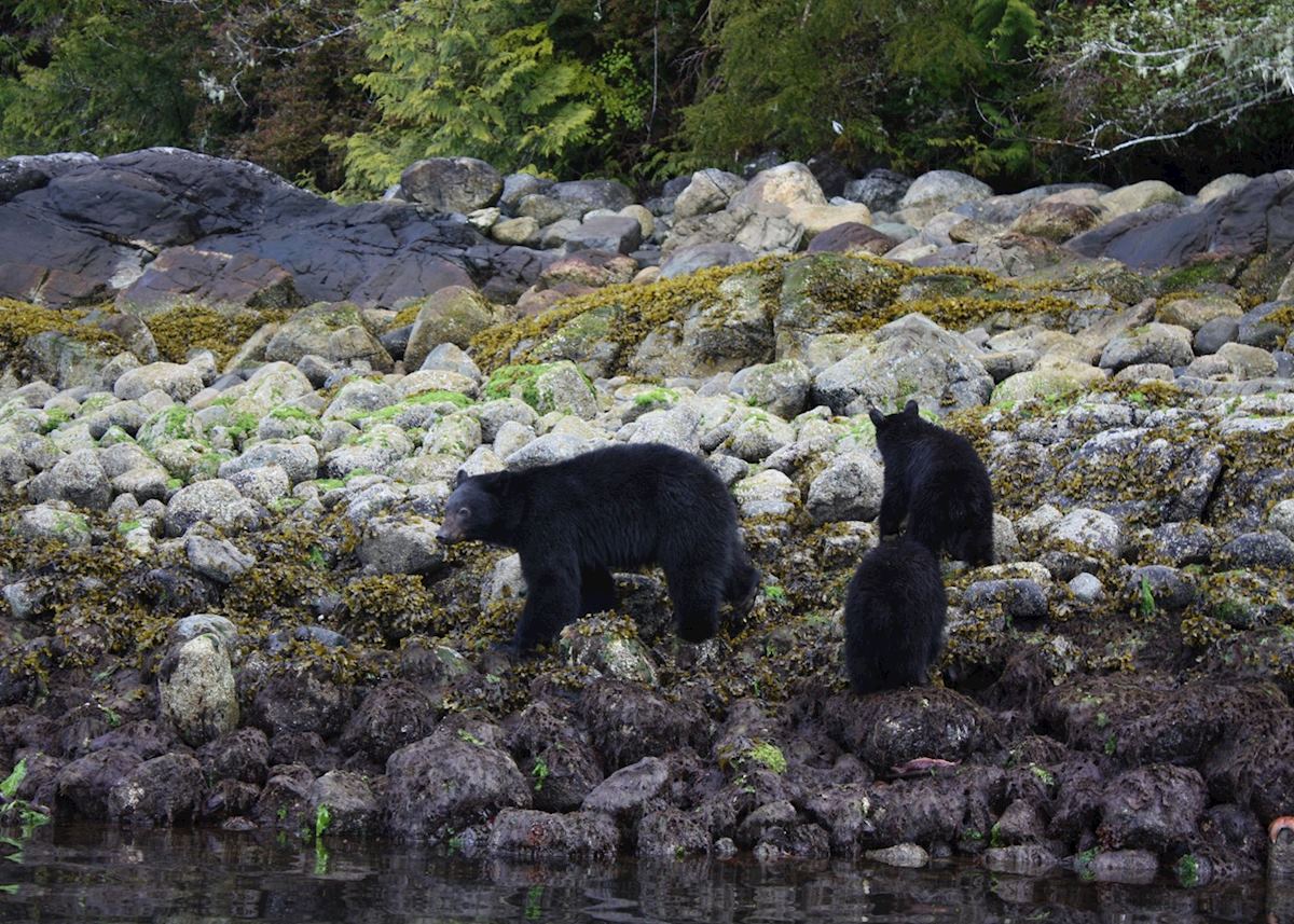 Mother bear and cubs, Clayoquot Sound Mother bear and cubs, Clayoquot Sound
