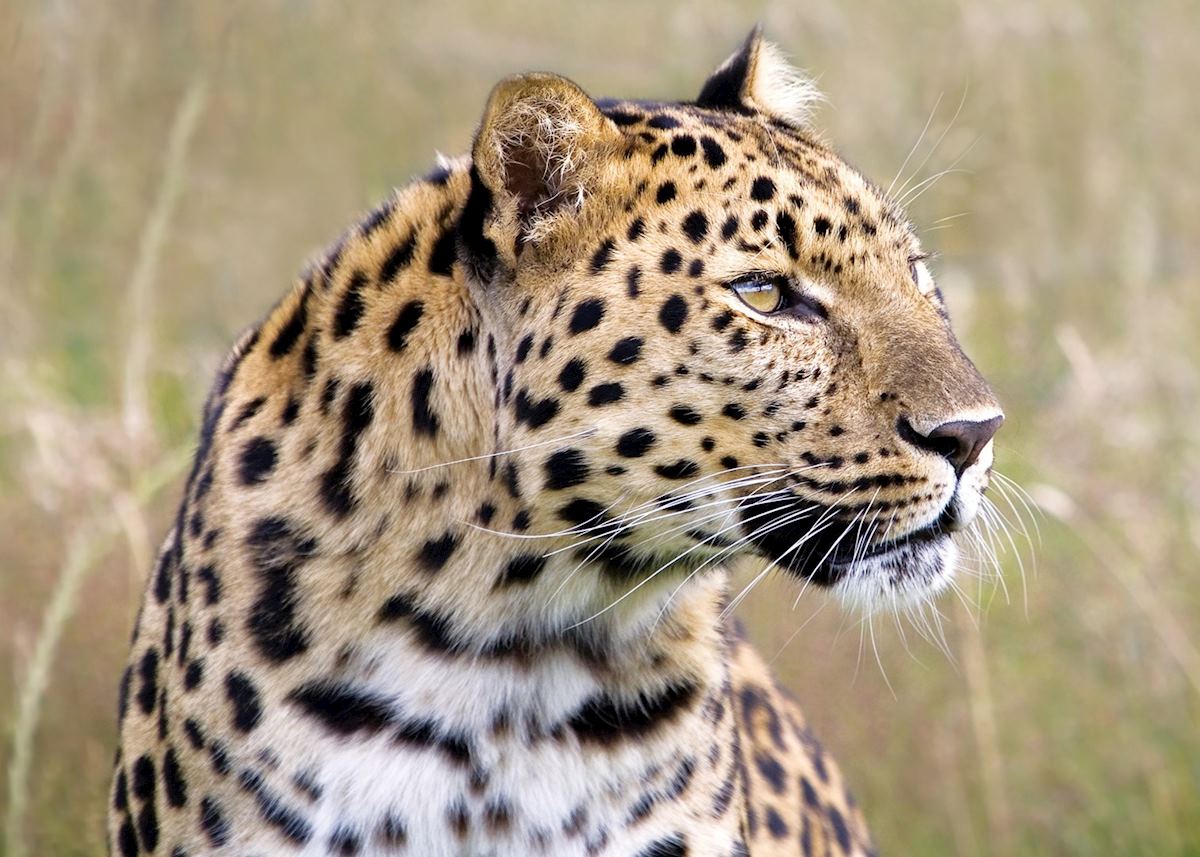 Leopard, Shamwari Leopard, Shamwari