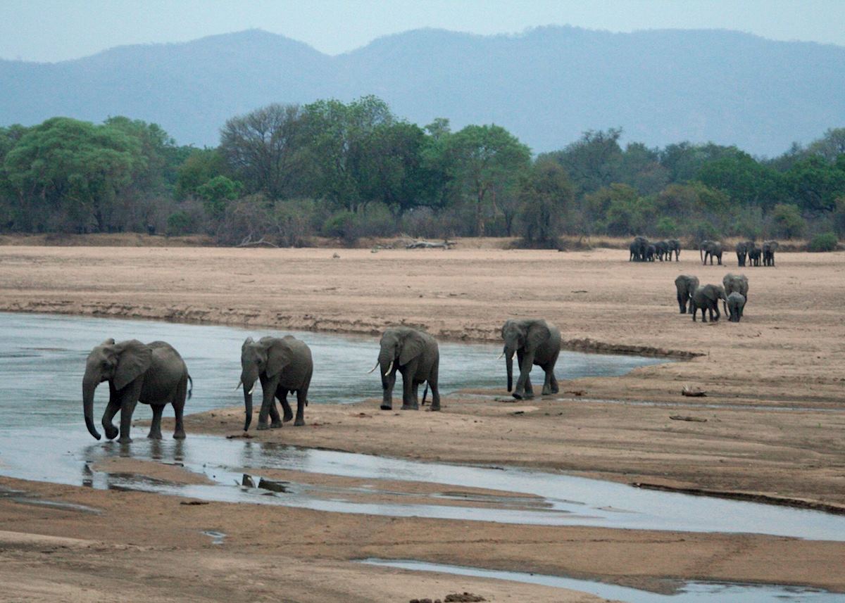 Elephants crossing the Luangwa River, South Luangwa National Park Elephants crossing the Luangwa River, South Luangwa National Park