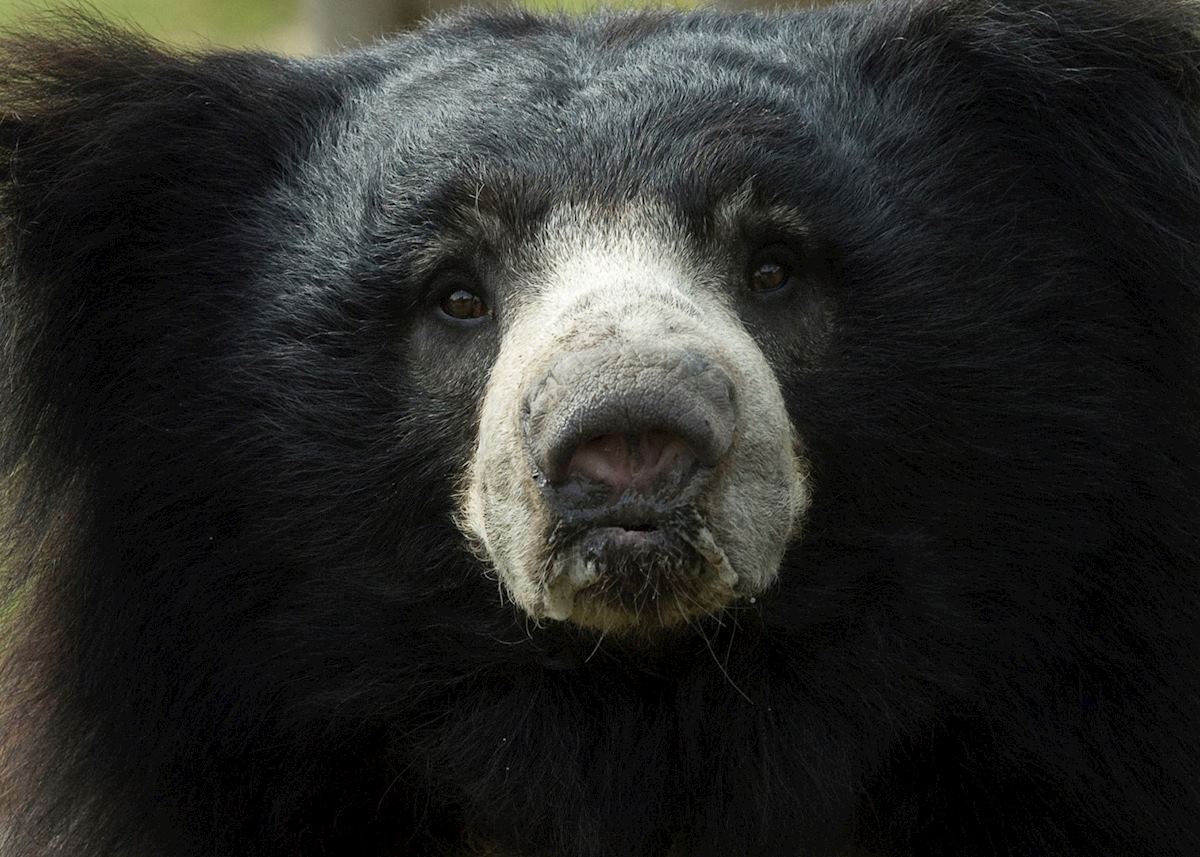 A sloth bear, Yala National Park A sloth bear, Yala National Park