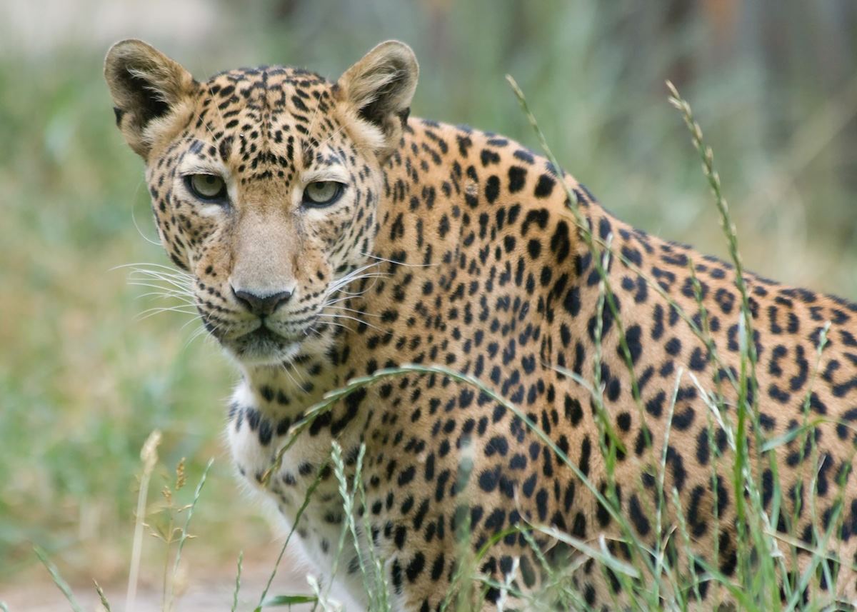 A young leopard, Yala A young leopard, Yala