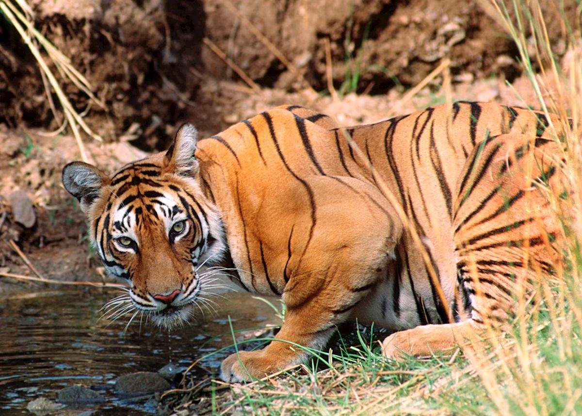 Tiger drinking Tiger drinking