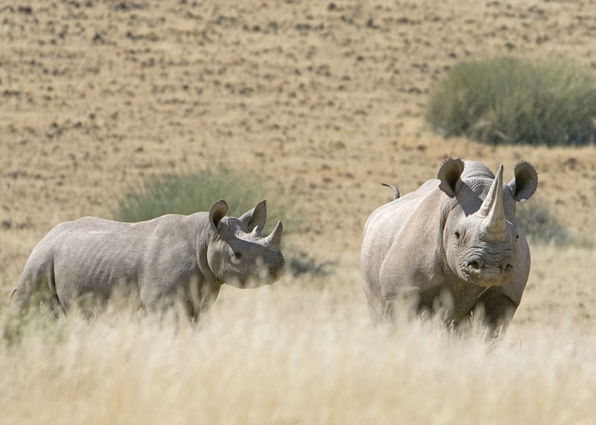 Black rhino, Damaraland Black rhino, Damaraland