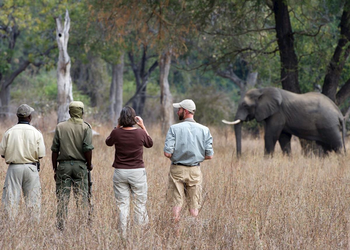 Walking safari in the Luangwa Valley Walking safari in the Luangwa Valley