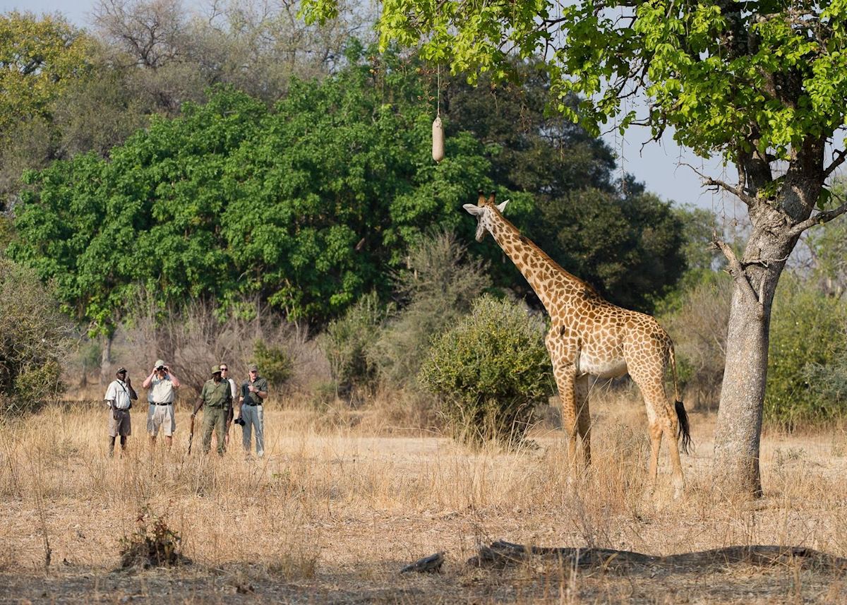 Walking safari in the South Luangwa National Park Walking safari in the South Luangwa National Park