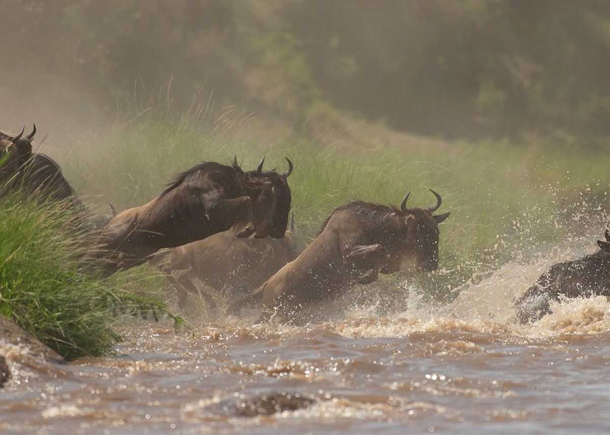 River crossing, seen from Offbeat Mara Camp River crossing, seen from Offbeat Mara Camp