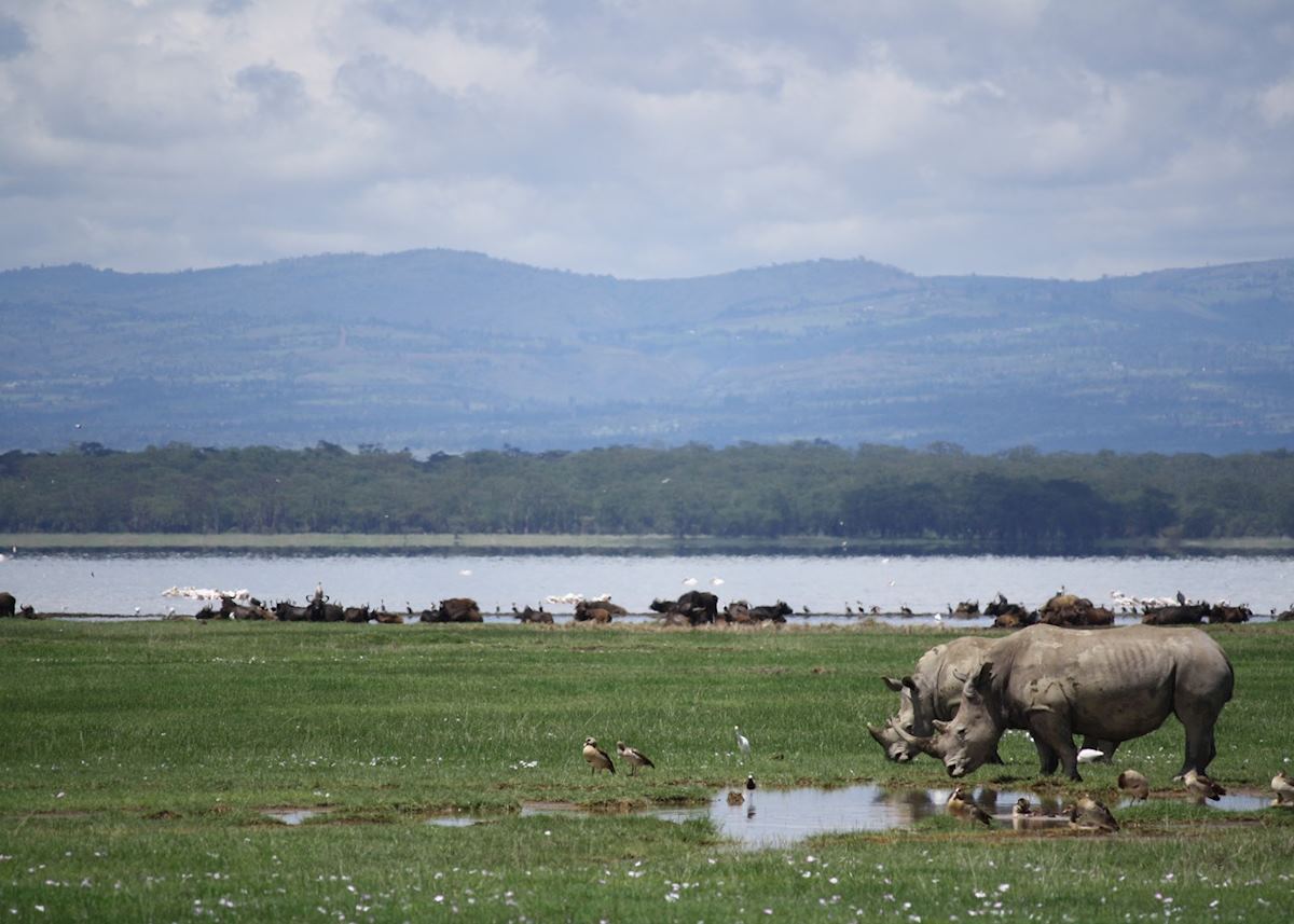 White Rhino, Lake Nakuru, Kenya White Rhino, Lake Nakuru, Kenya