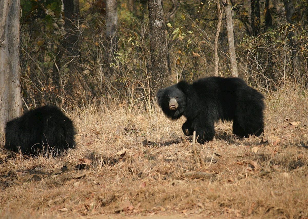 Sloth Bears, Satpura National Park Sloth Bears, Satpura National Park