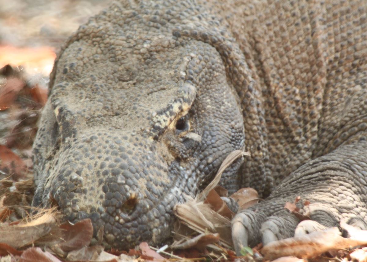 Komodo Dragon, Indonesia Komodo Dragon, Indonesia