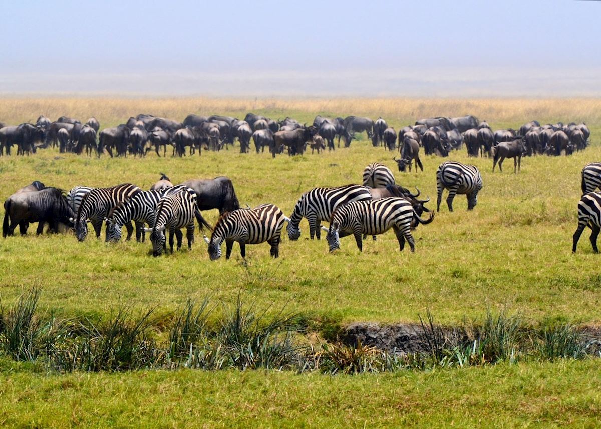 Zebra and wildebeest in the Ngorongoro Crater Zebra and wildebeest in the Ngorongoro Crater