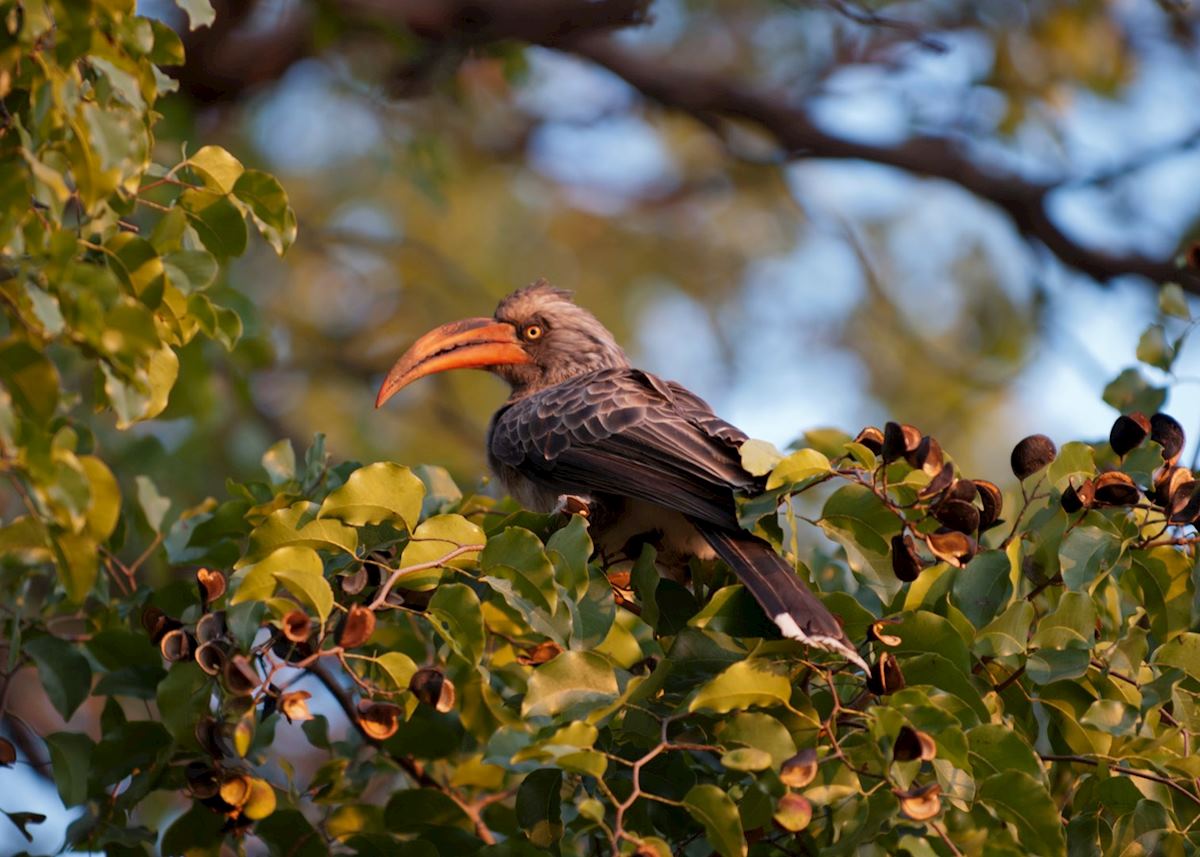 Red-billed hornbill, Caprivi © Chris Wildblood Red-billed hornbill, Caprivi © Chris Wildblood