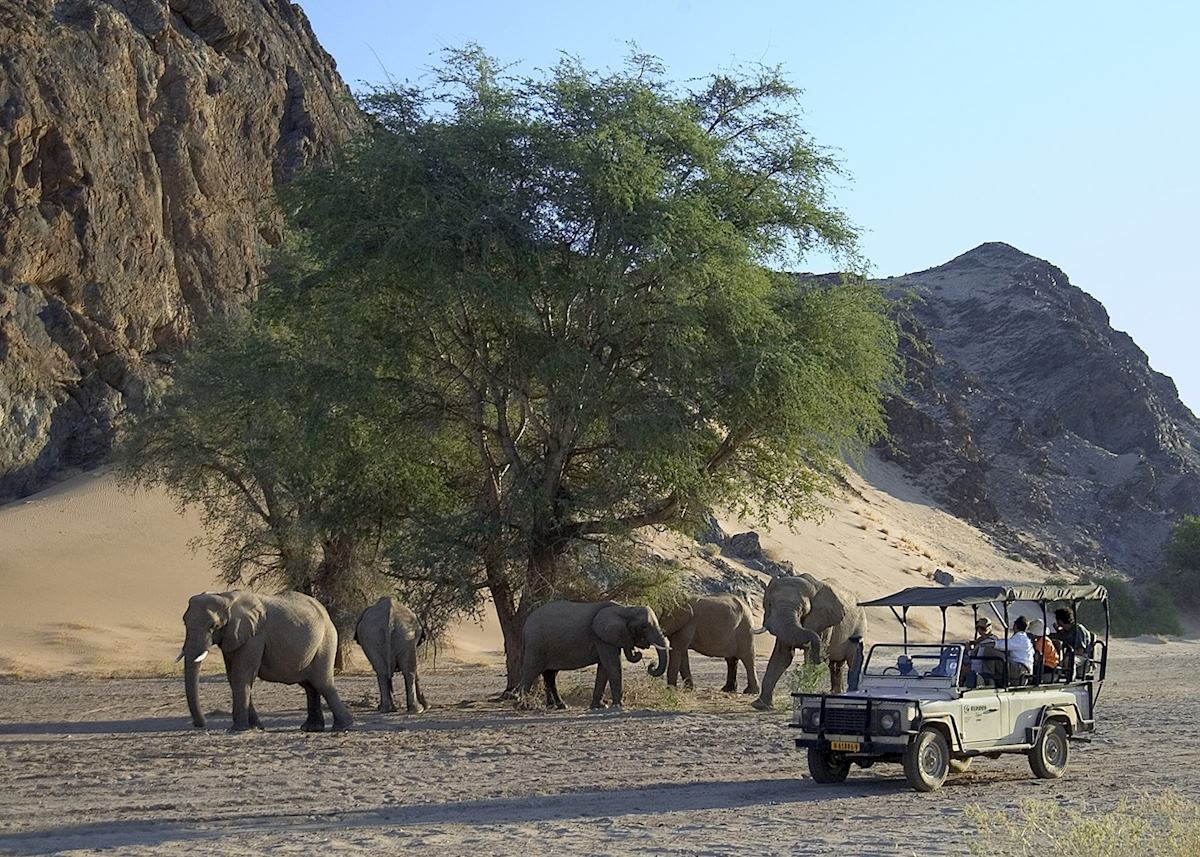 Desert elephant in Damaraland, Namibia Desert elephant in Damaraland, Namibia